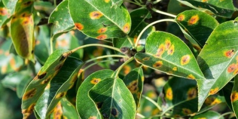 Rđa na kruški: kako liječiti žute i zarđale mrlje na lišću